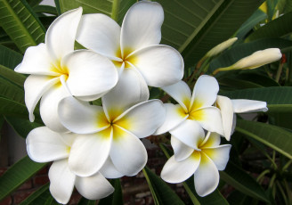 Картинка цветы плюмерия белый тропики экзотика