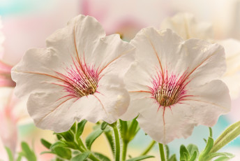 Картинка цветы петунии калибрахоа кремовый нежность