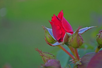 Картинка цветы розы бутон алый
