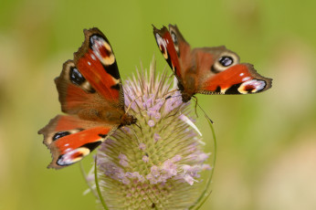 Картинка животные бабочки пара крылья