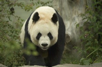 Картинка животные панды большой очки медведь