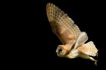 Картинка животные совы полет крылья сипуха
