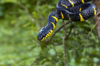 Картинка животные змеи питоны кобры язык полоз