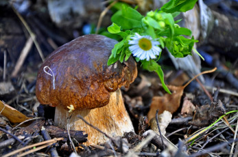 Картинка природа грибы цветок боровик белый гриб