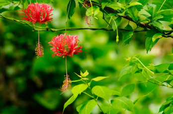 Картинка цветы гибискусы экзотика красный дерево ветка