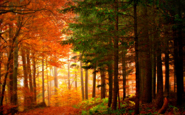 Картинка autumn colors природа лес осень краски
