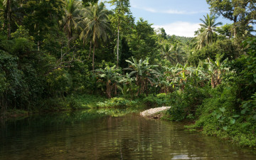 Картинка jungle природа тропики джунгли