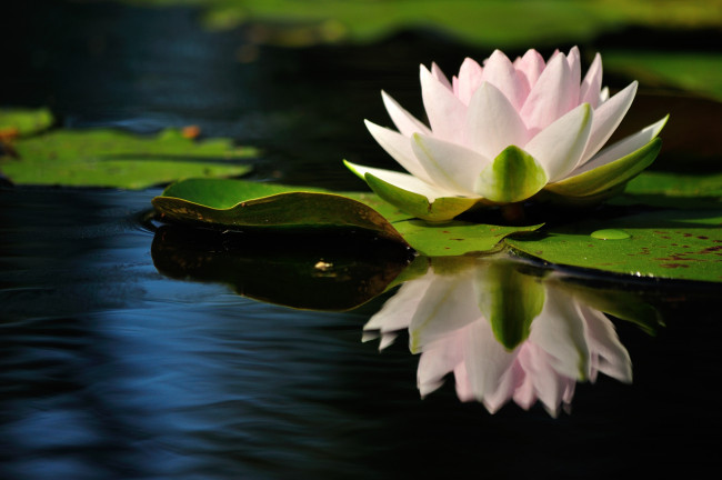 Обои картинки фото цветы, лилии, водяные, нимфеи, кувшинки, вода, розовый, отражение
