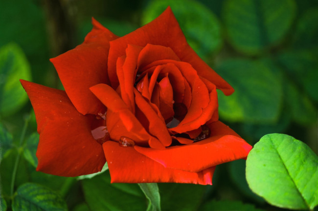 Обои картинки фото цветы, розы, красный, лепестки