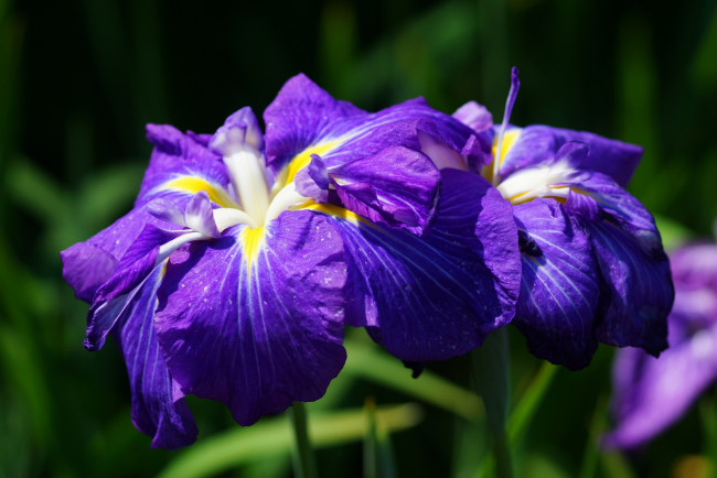 Обои картинки фото цветы, ирисы, фиолетовый