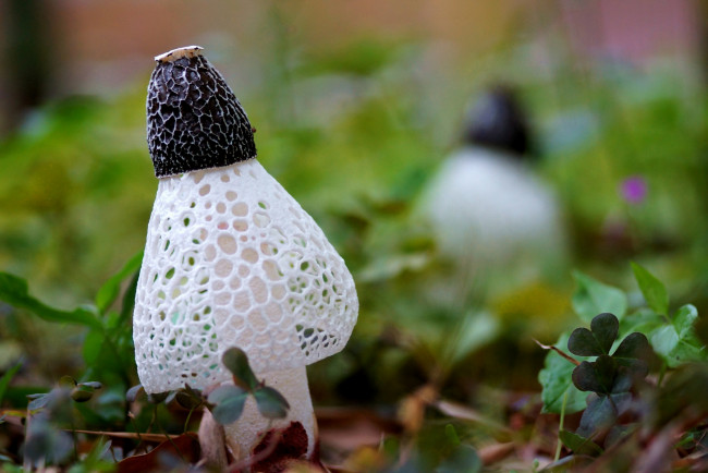 Обои картинки фото природа, грибы, белый, кружево