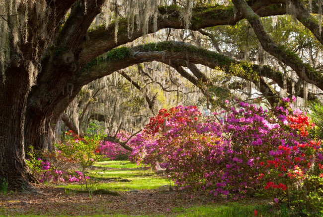 Обои картинки фото magnolia, plantation, gardens, природа, парк, кусты, деревья