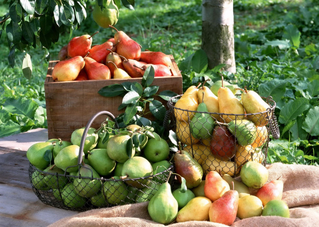 Обои картинки фото еда, груши, корзинки, ящик, сад, урожай, плоды