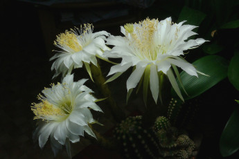 Картинка цветы кактусы белый