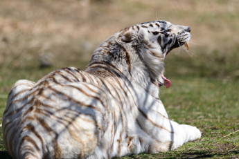 Картинка животные тигры пасть зевает белый тигр