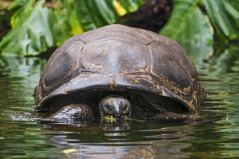 Картинка животные Черепахи панцирь большая
