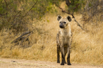 Картинка животные гиены гиеновые собаки позирует гиена