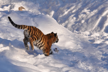 Картинка животные тигры прыжок детеныш снег тигренок амурский тигр игра