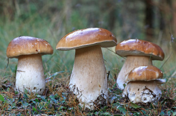 Картинка природа грибы боровики семейка квартет