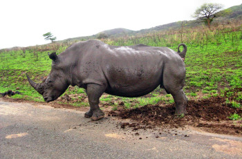 Картинка животные носороги грязь дорога поле носорог