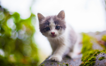 Картинка животные коты малыш боке крыша котёнок