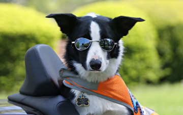 Картинка животные собаки бордер-колли очки