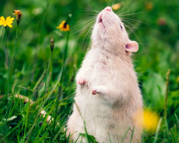 Обои картинки фото животные, крысы, мыши, трава, цветы, крыса