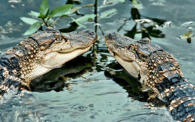 Обои картинки фото животные, крокодилы, растительность, вода