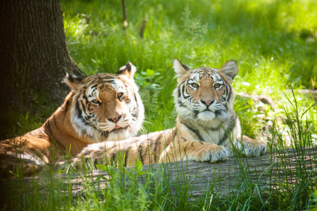 Обои картинки фото животные, тигры, детеныш, тигрица, тигренок, пара, семья