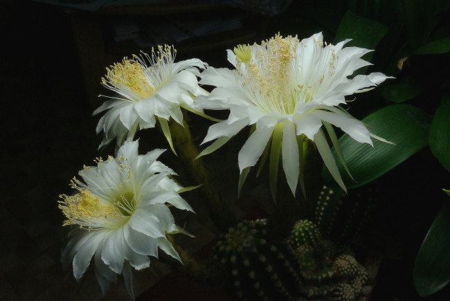 Обои картинки фото цветы, кактусы, белый