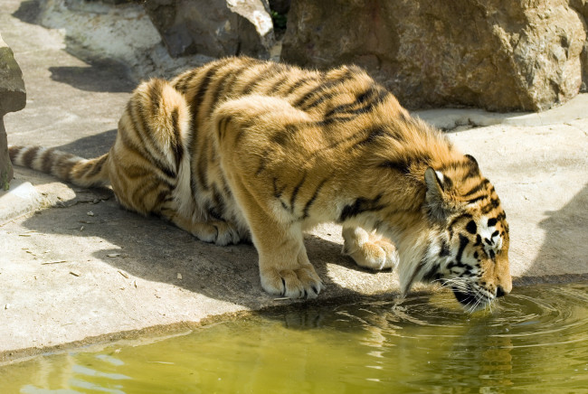 Обои картинки фото животные, тигры, тигр, водопой