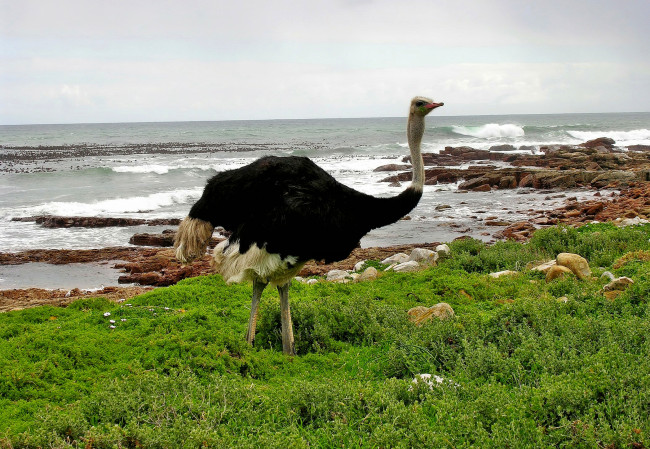 Обои картинки фото животные, страусы, страус, трава, камни, берег, океан
