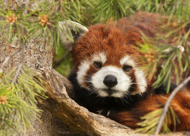 Обои картинки фото животные, панды, ветки, иголки, малая, панда, красная, дерево