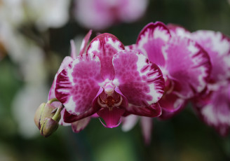 Картинка цветы орхидеи нежность цветение бутон лепестки цветок