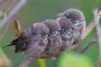 Картинка животные совы мама семейство пятнистые детки птицы ветка