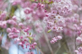 Картинка цветы цветущие+деревья+ +кустарники розовые ветка