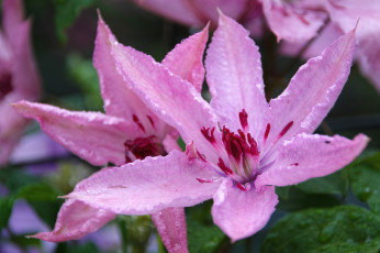 Картинка цветы клематис+ ломонос розовый капли макро клематис