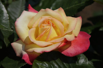 Картинка цветы розы цветение лепестки ветка бутон роза