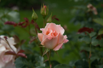 Картинка цветы розы ветка цветение лепестки бутон роза