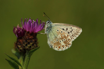 Картинка животные бабочки цветок хоботок усики крылья макро бабочка