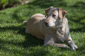 Картинка животные собаки газон лужайка собака пёс трава