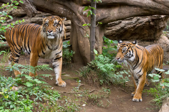 Картинка животные тигры тигр трава пара кошка суматранский