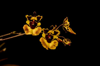 Картинка цветы орхидеи лепестки ветка макро желтый пестрый