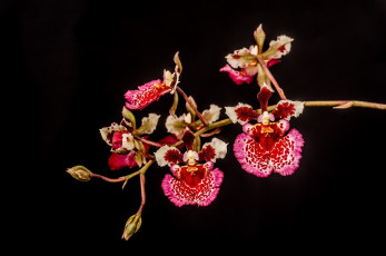 Картинка цветы орхидеи макро пестрый ветка розовый
