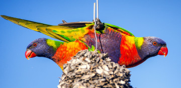 Картинка животные попугаи небо яркие гнездо птицы пара