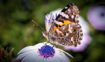 Картинка животные бабочки хоботокопыление усики цветок макро пятнистая бабочка