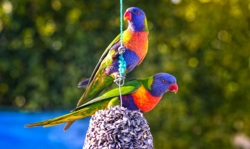 Картинка животные попугаи птицы яркие фон пара гнездо
