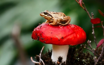 Картинка животные лягушки сыроежка гриб лягушка макро
