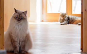 Картинка животные коты кошки дом поссорились