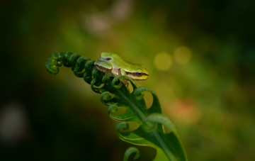 Картинка животные лягушки природа лист папоротник макро лягушка фон зелень